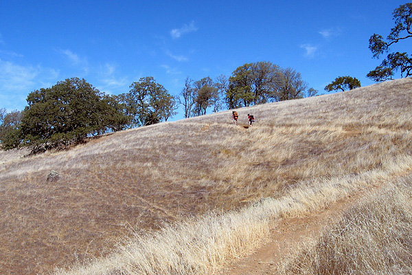 Henry Coe